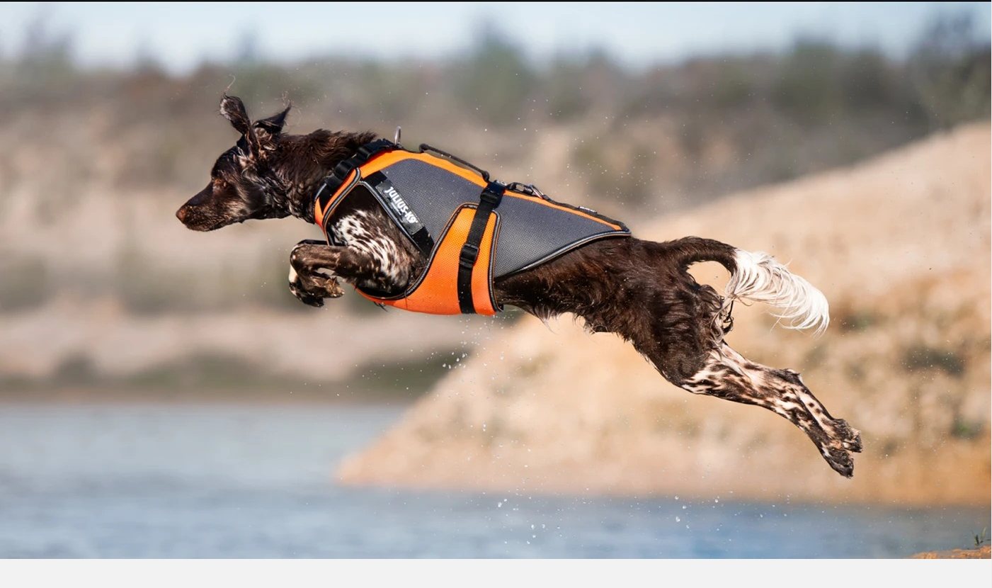 Cão saltando com peitoral Julius K9, foto de campanha da marca